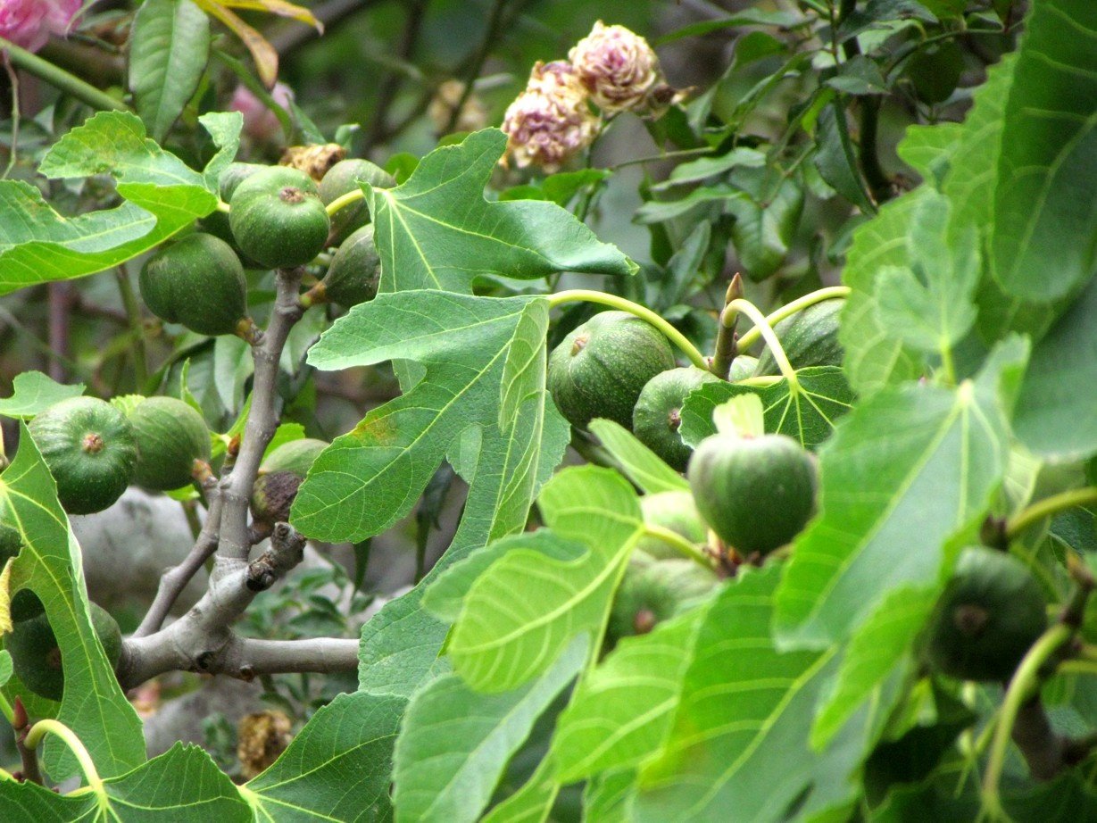 Fig tree