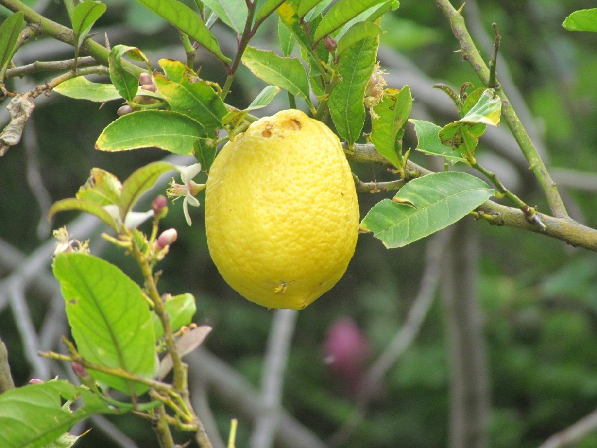 Lemon