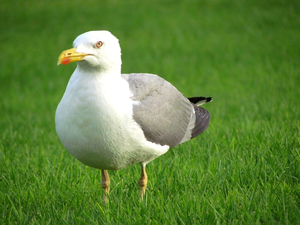 Seagull