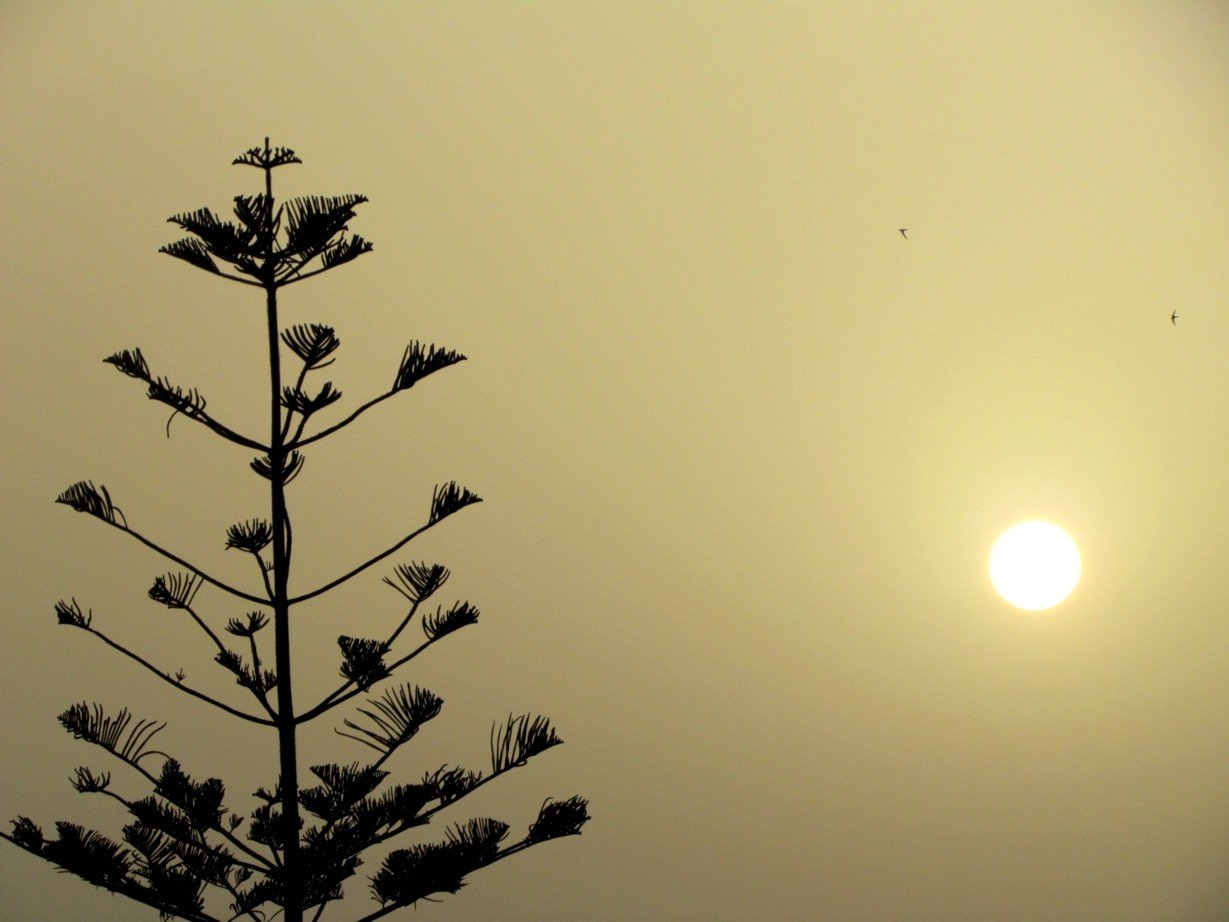 Sun