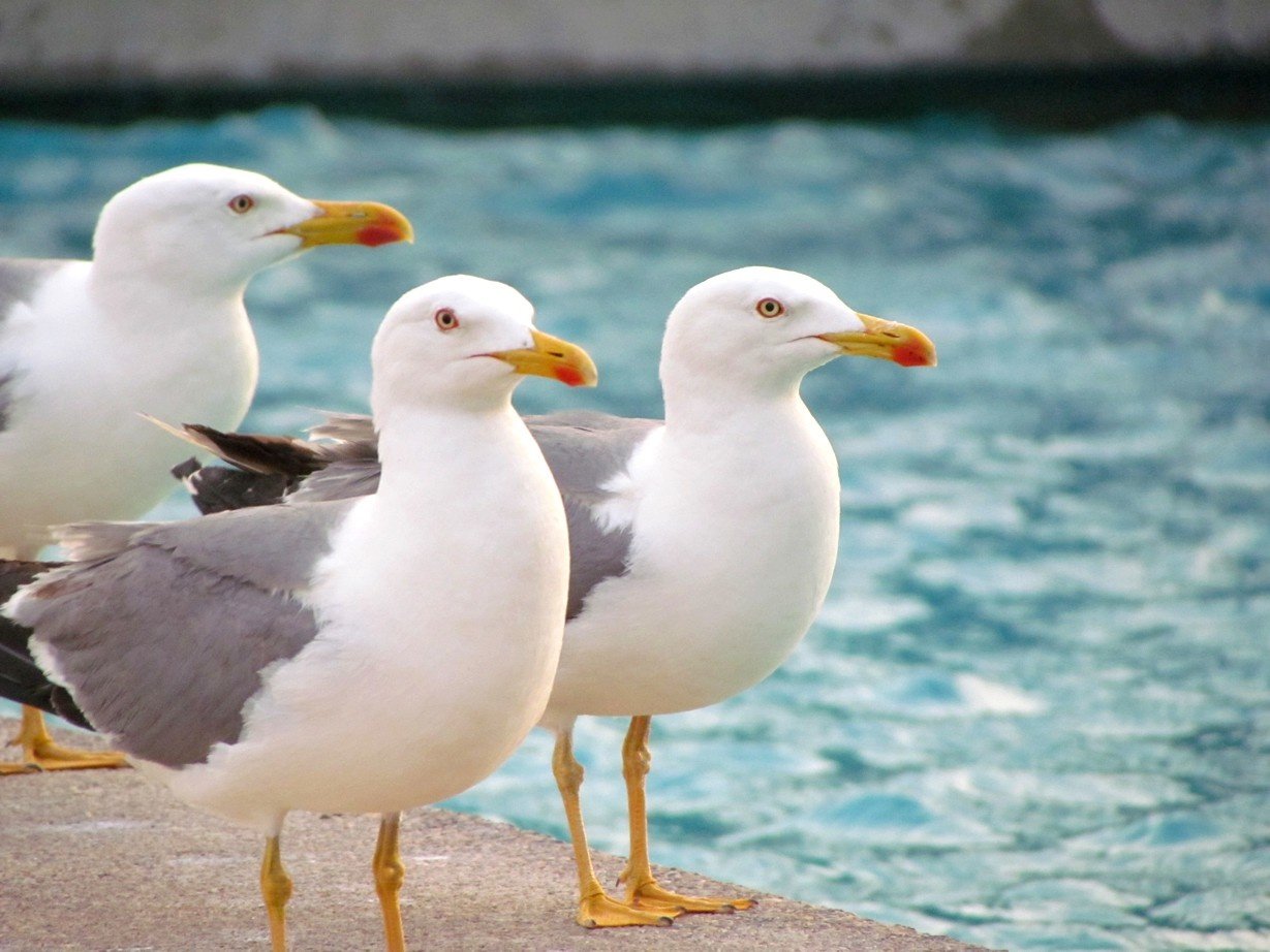 Seagulls