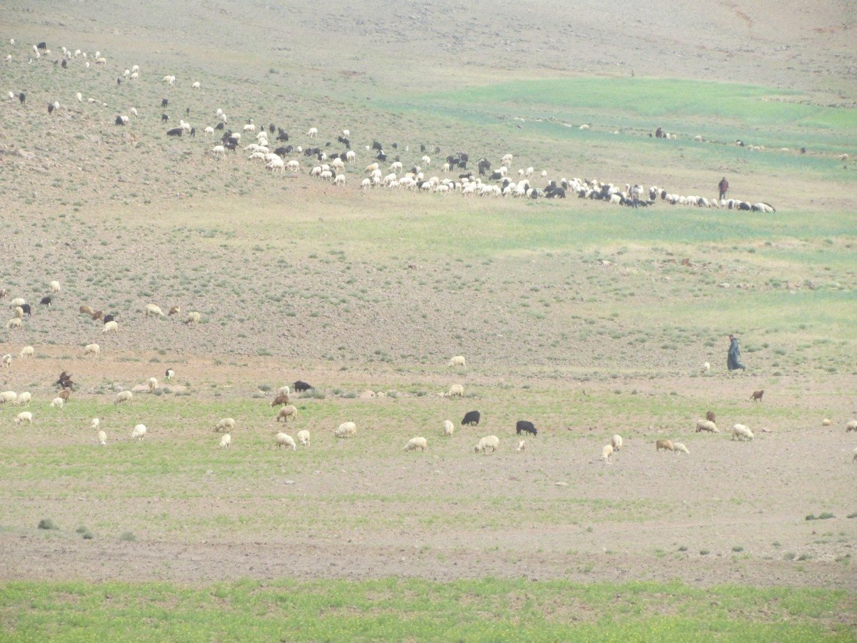 Sheep in Morocco