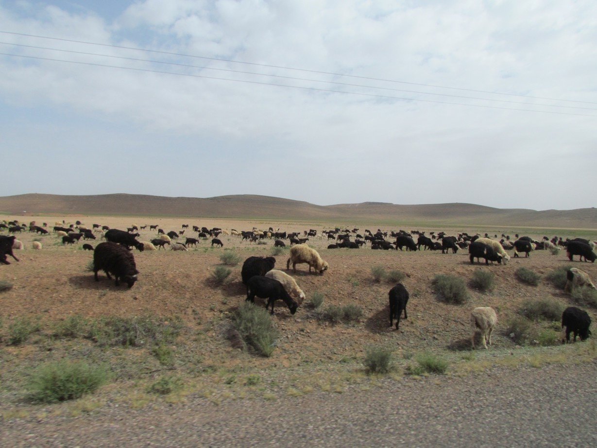 Sheep in Morocco