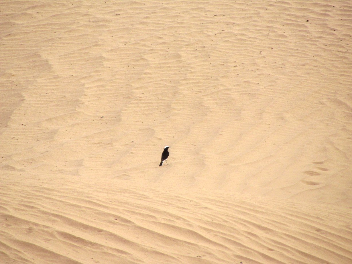Bird on a sand
