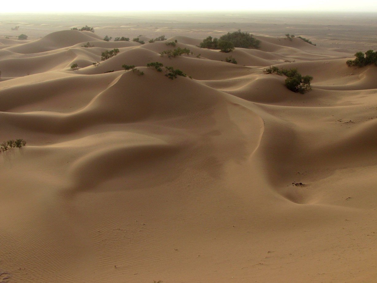 Sahara dunes