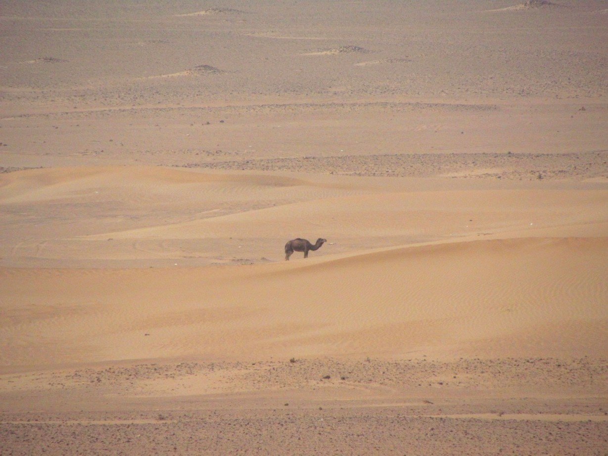 Camel at the desert