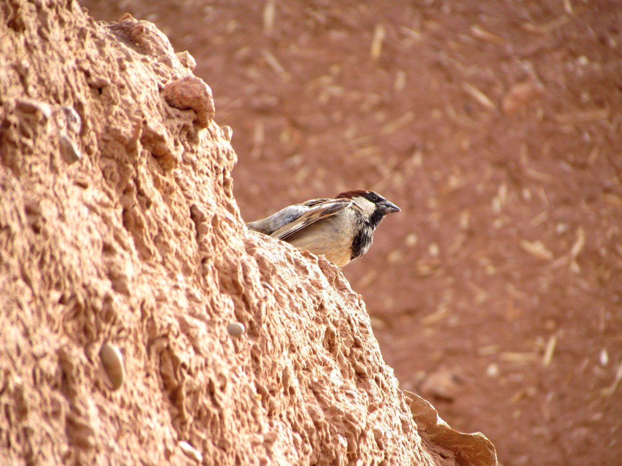 Sparrow