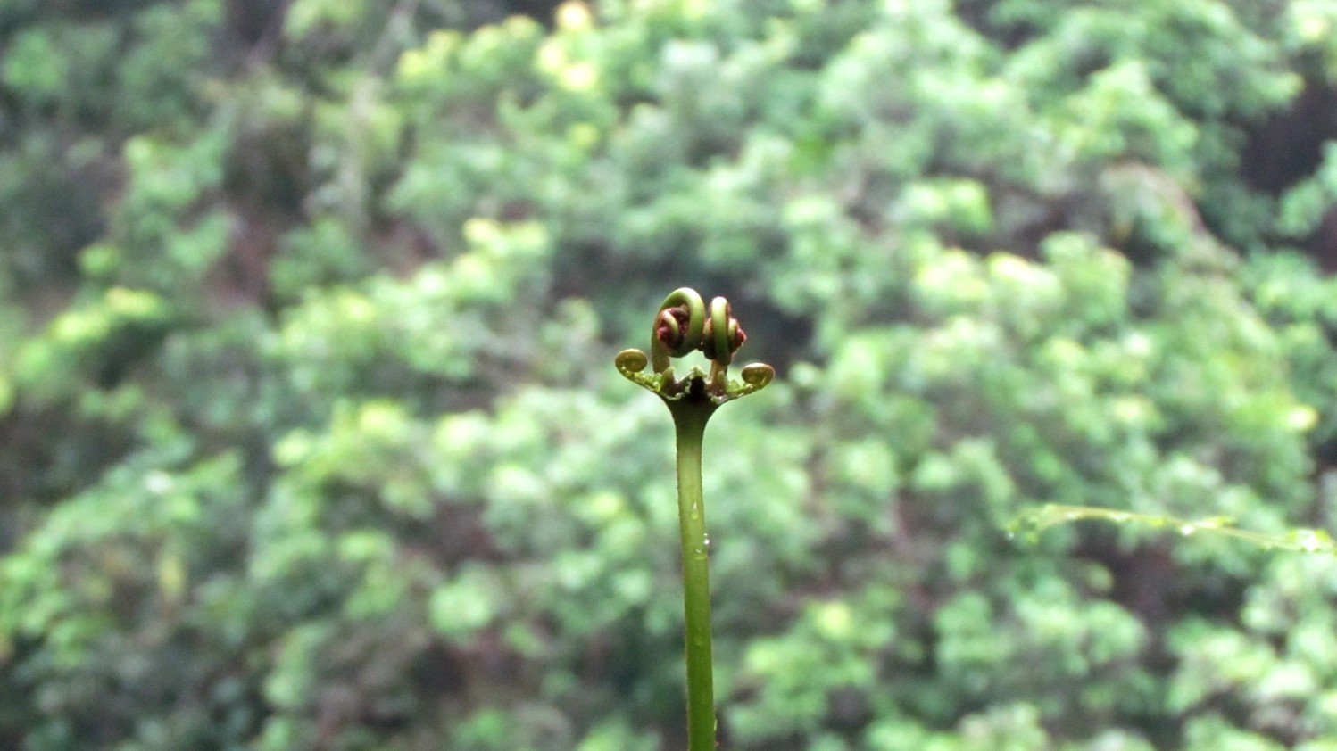 Fern