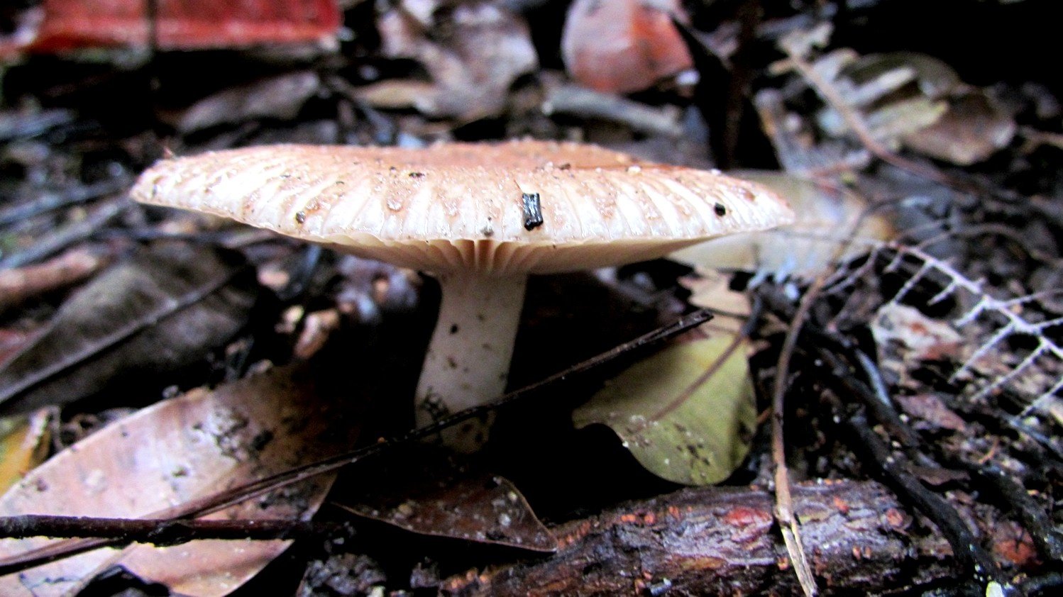 Mushroom