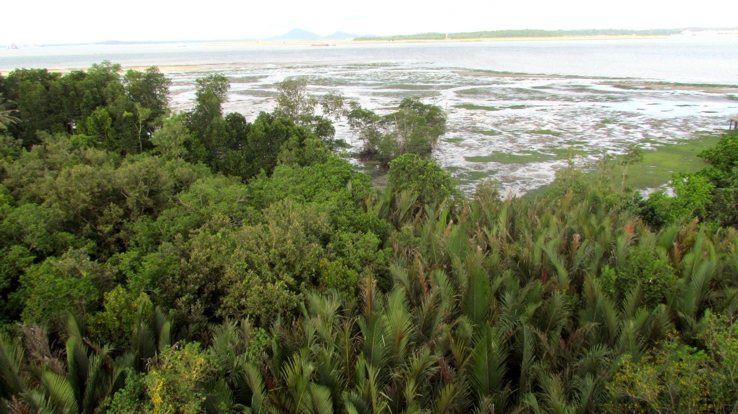 View from a lookout tower.