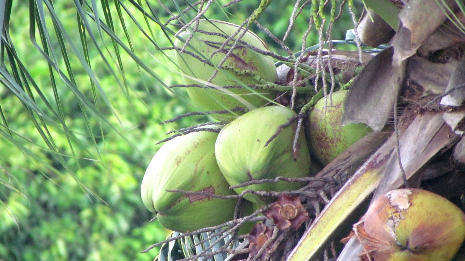 Coconuts