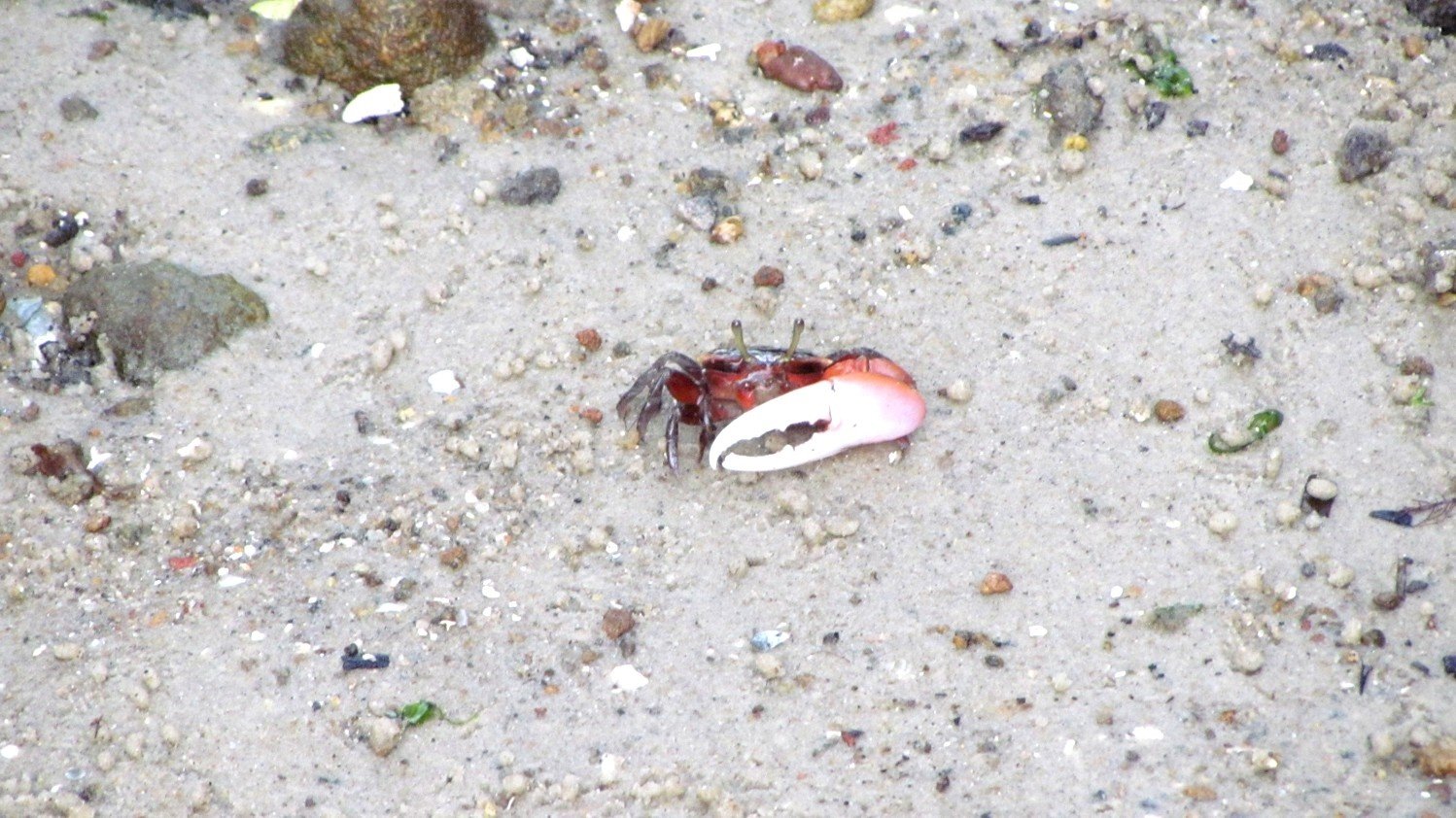 Fiddler crab