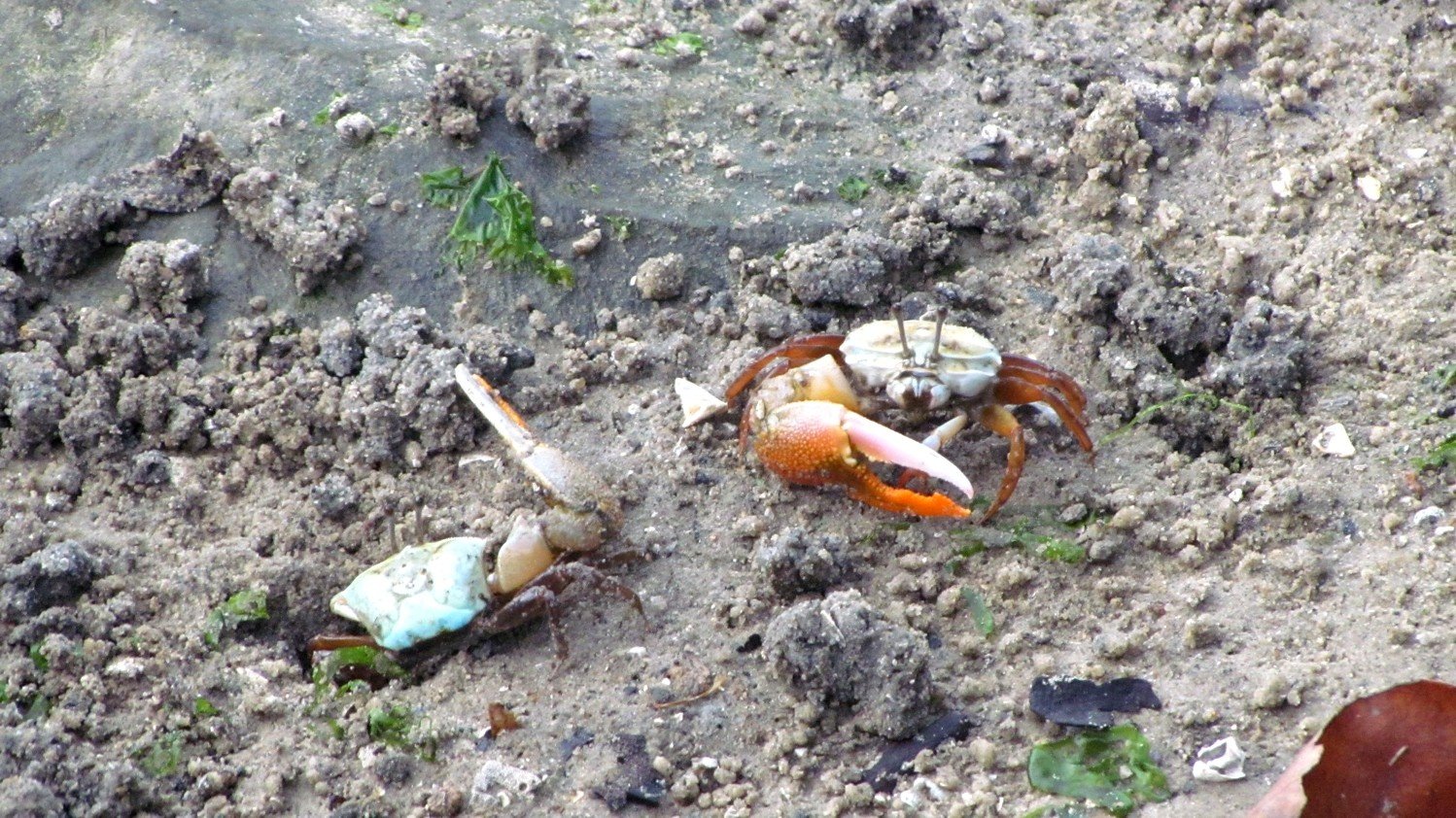 Fiddler crab