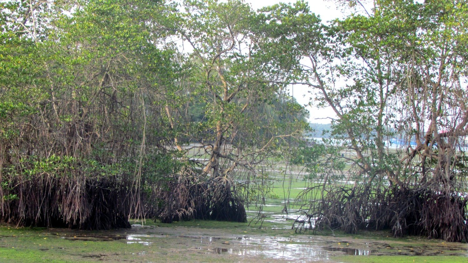 Mangroves