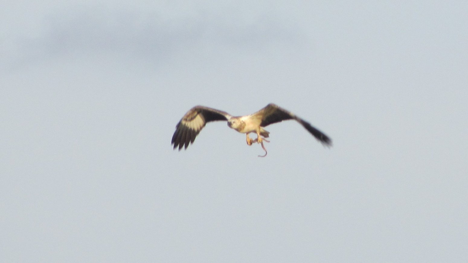 Eagle with a prey