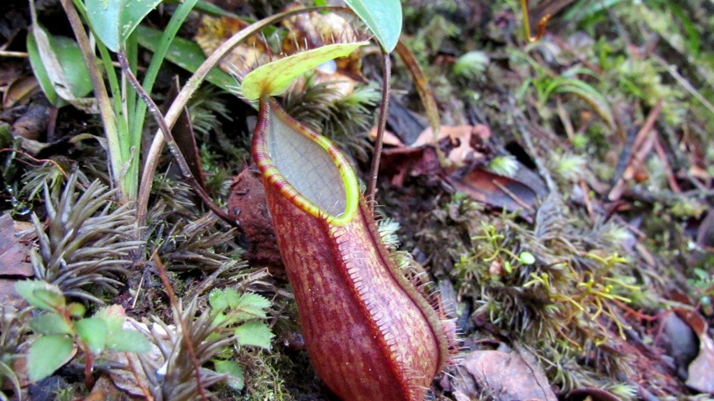 Pitcher plant