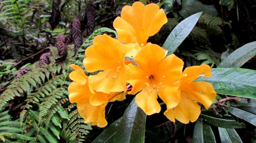 Yellow flowers