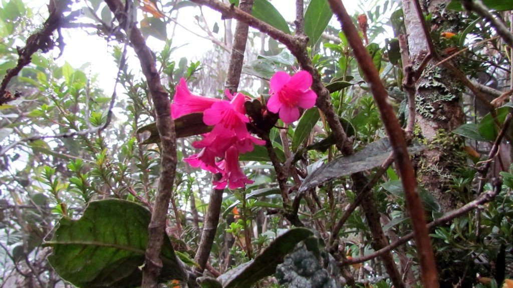 Pink flowers