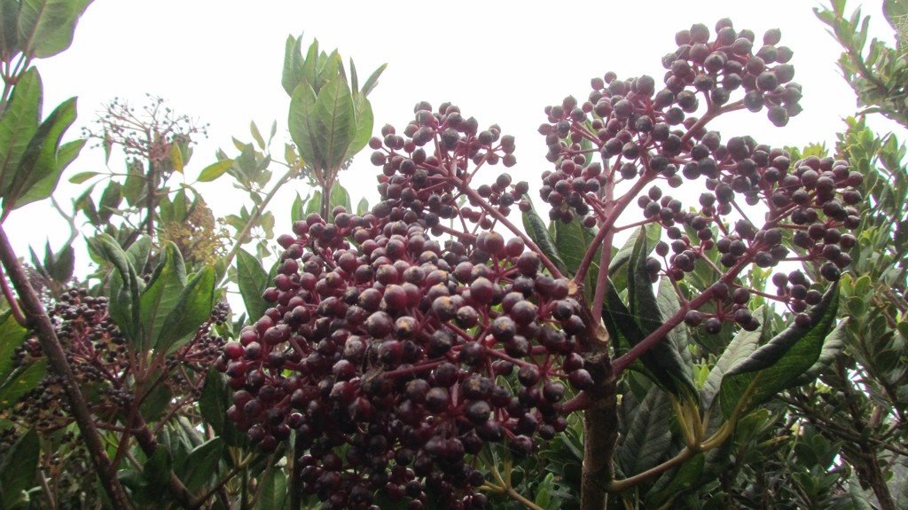 Elderberry