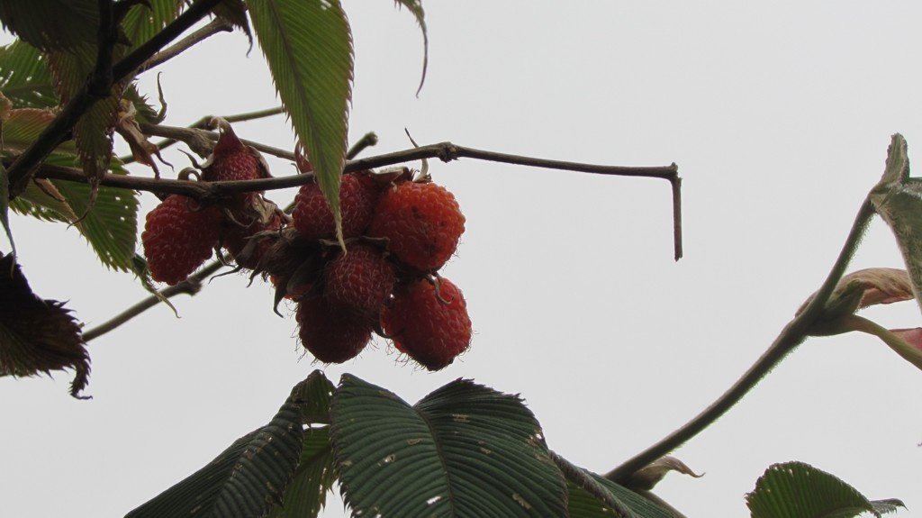 Wild raspberries