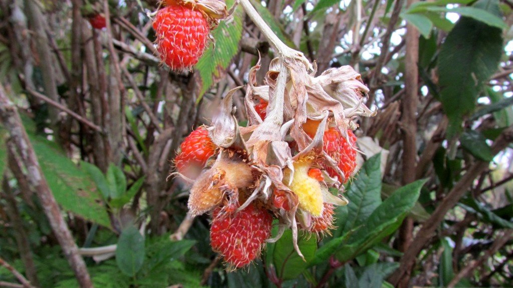 Wild Raspberries