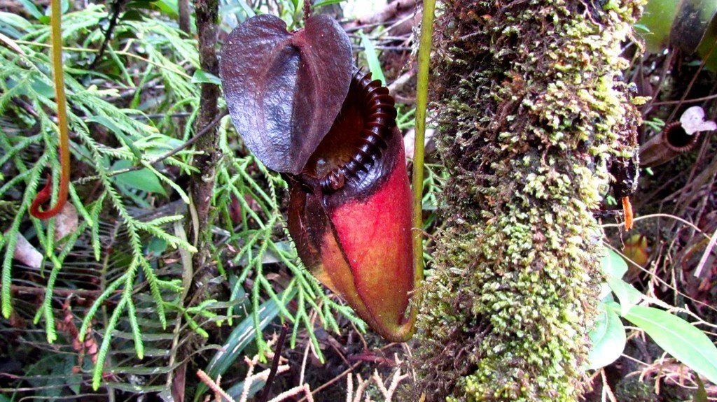 Pitcher plant