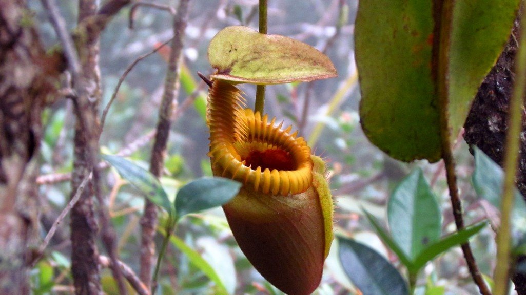 Pitcher plant