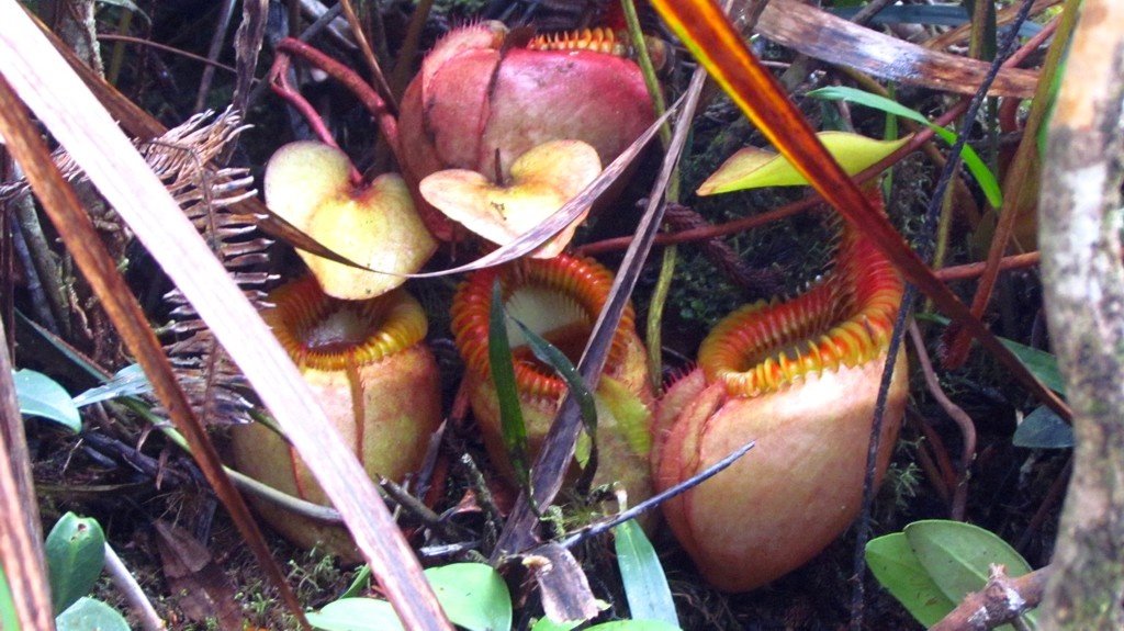 Pitcher plants