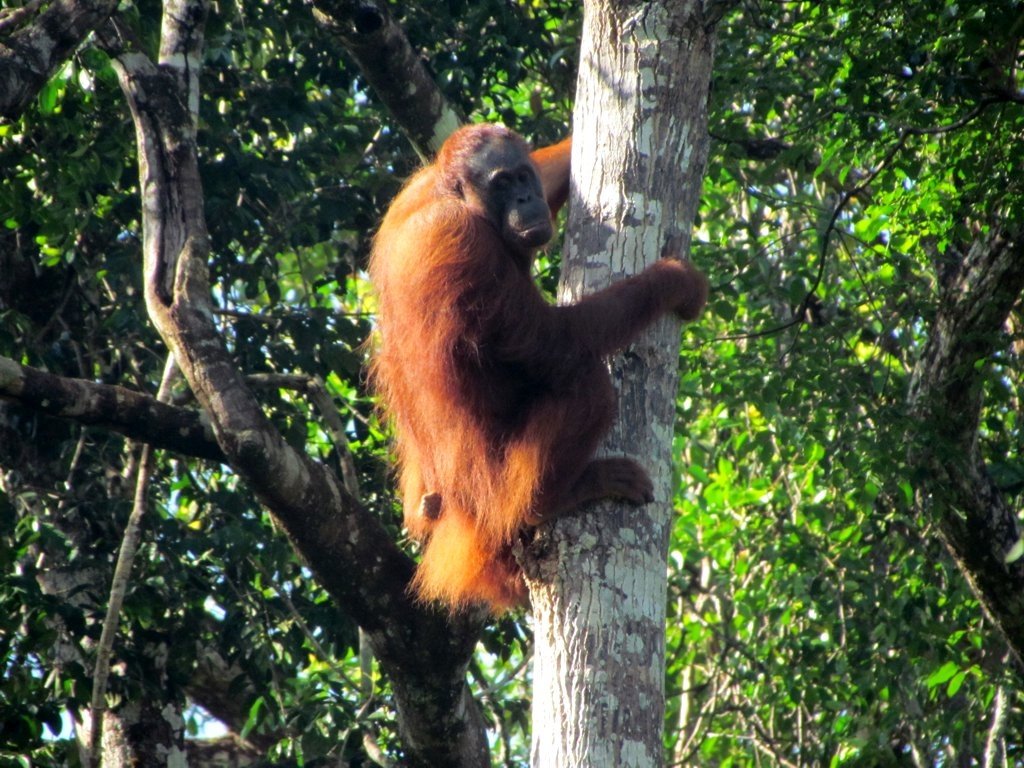 Orangutans