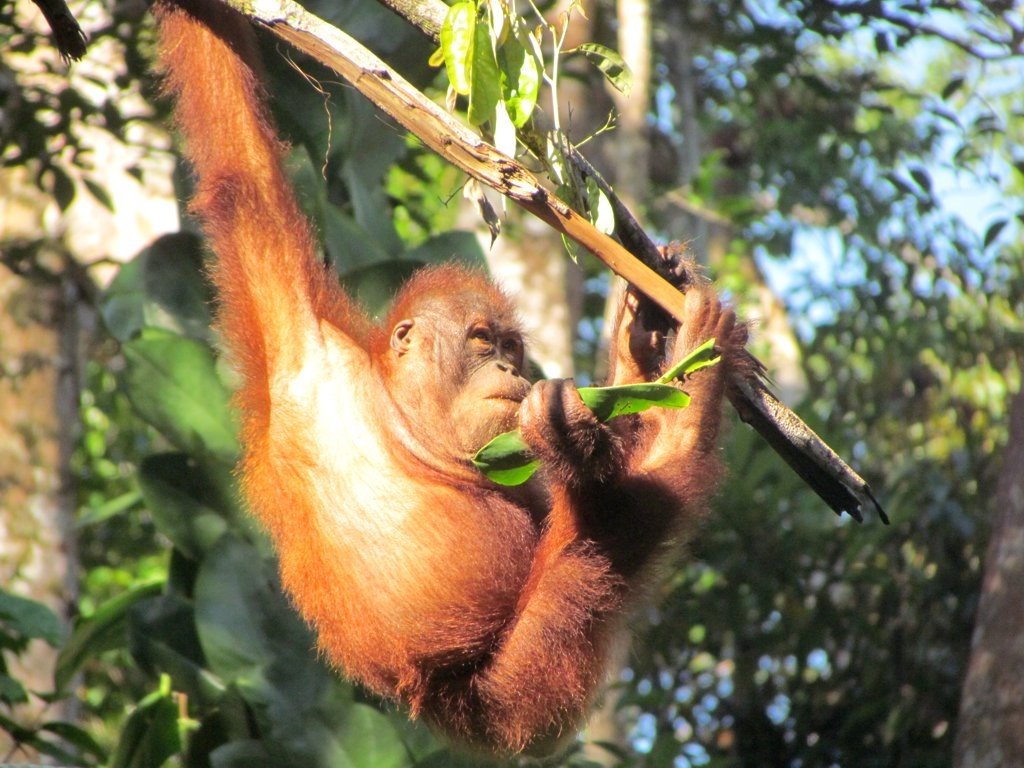 Orangutan