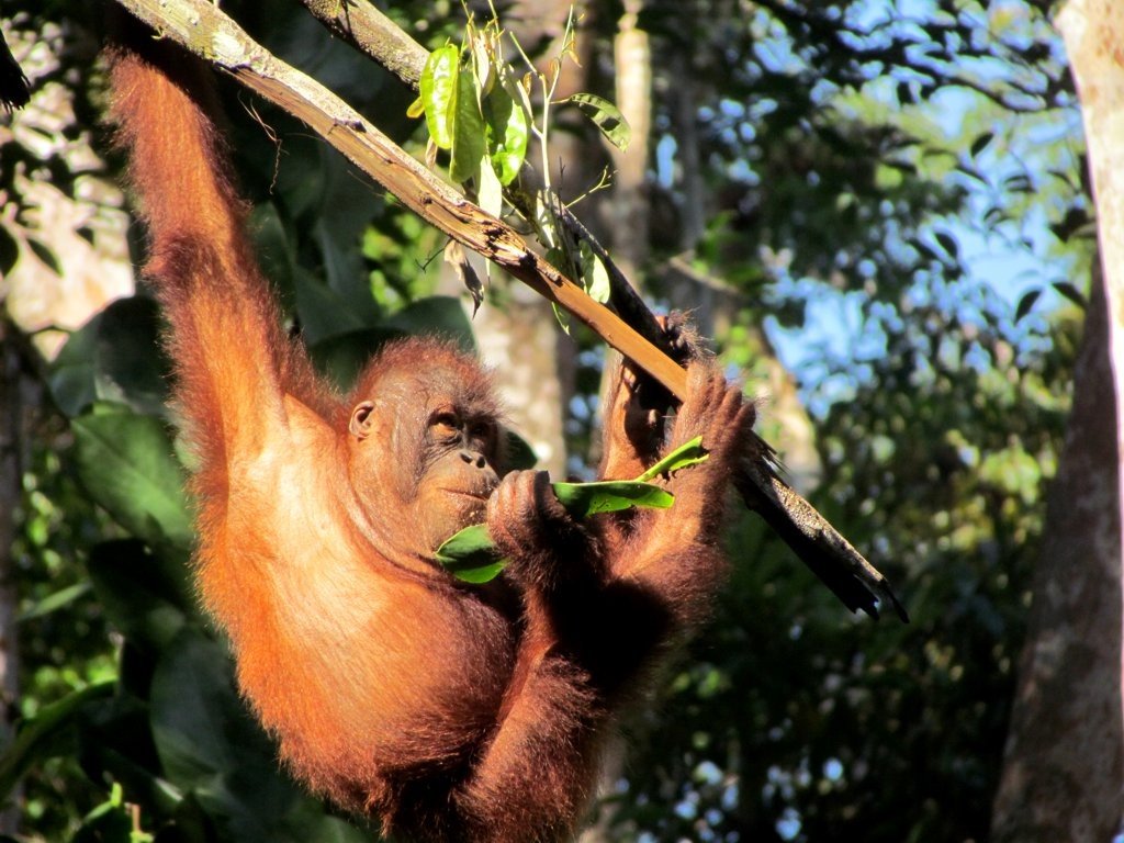 Orangutan again