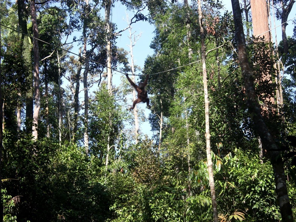 Orangutans in the park