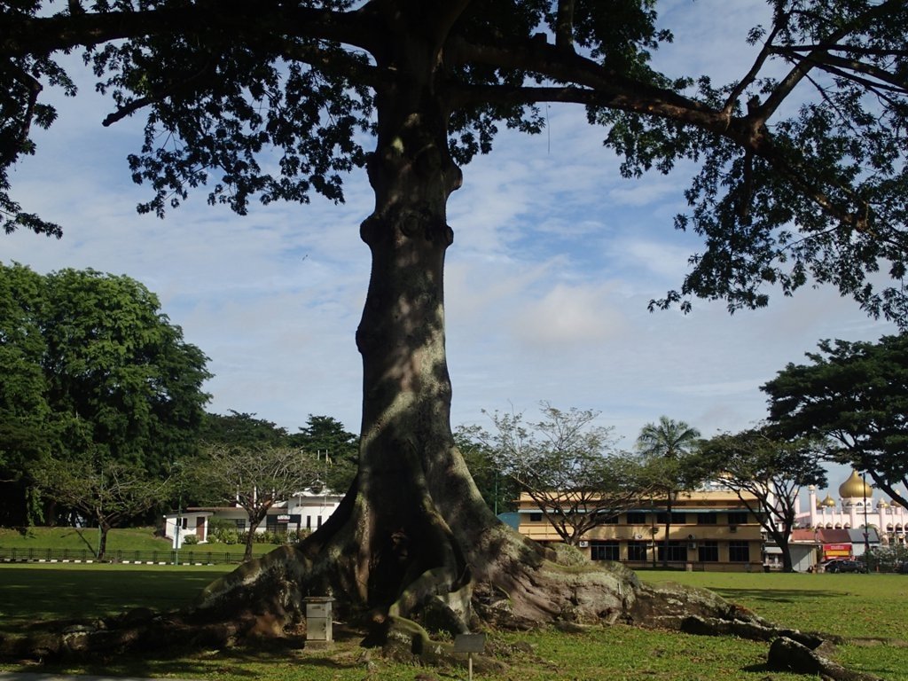 Pokok Kabu-kabu