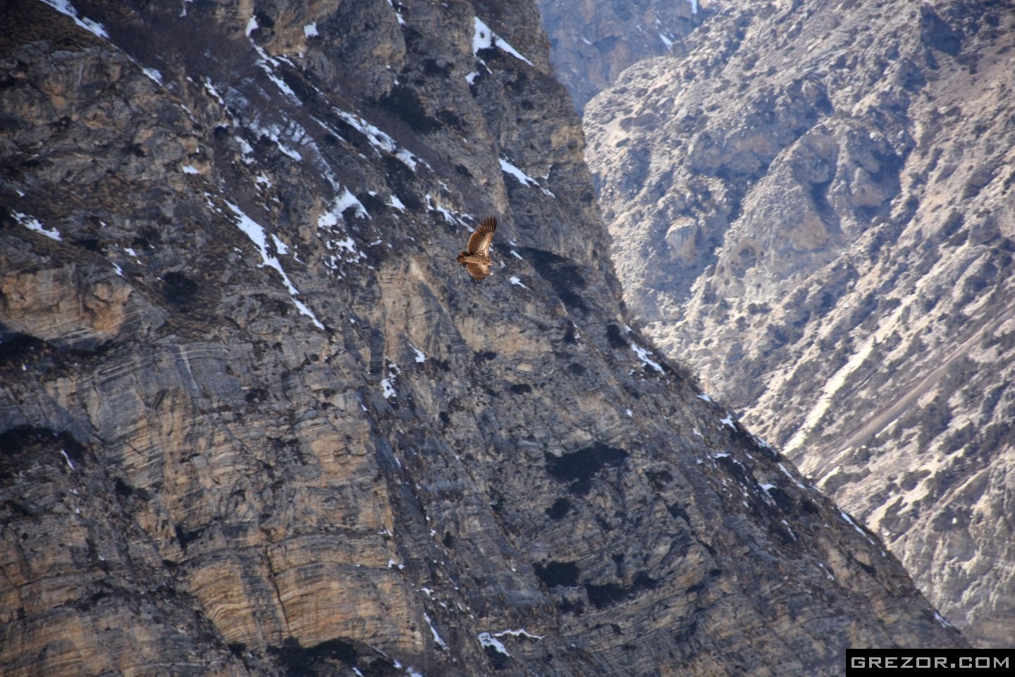 Himalayan Vulture