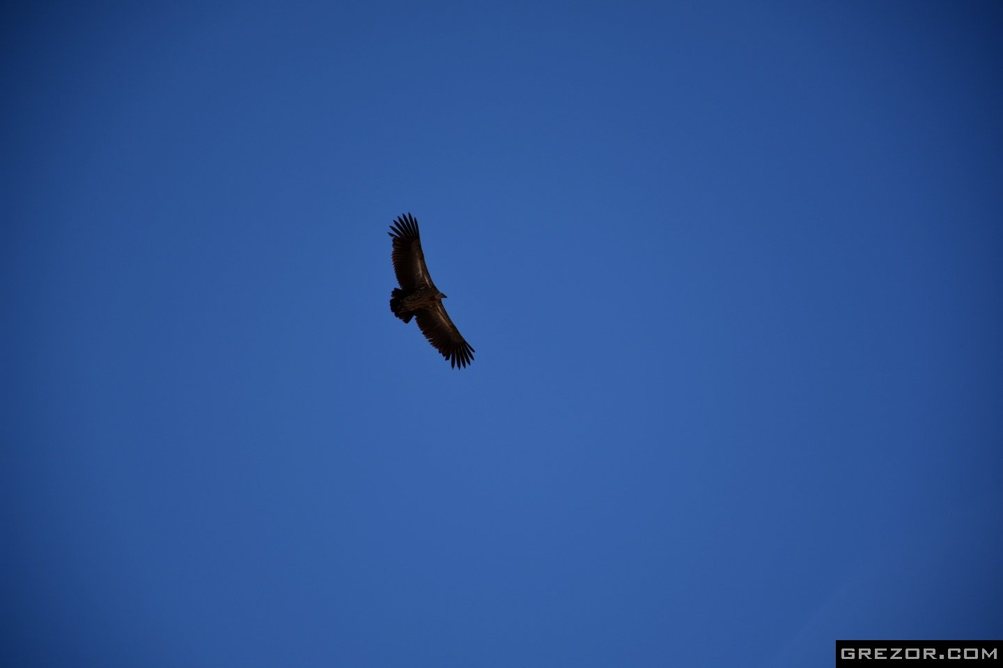 Himalayan Vulture