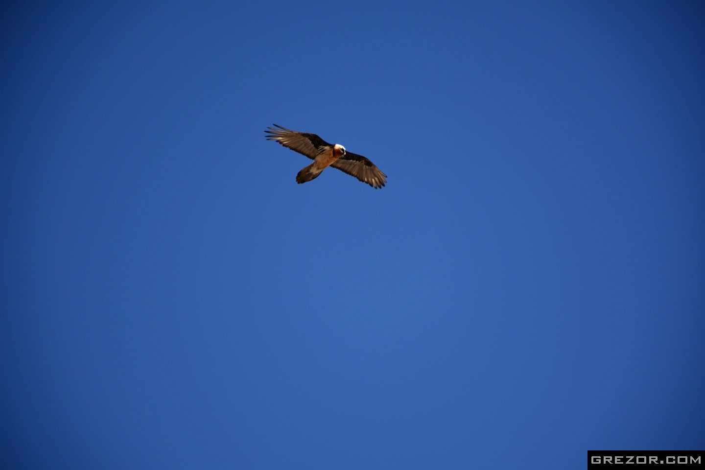 Himalayan Vulture