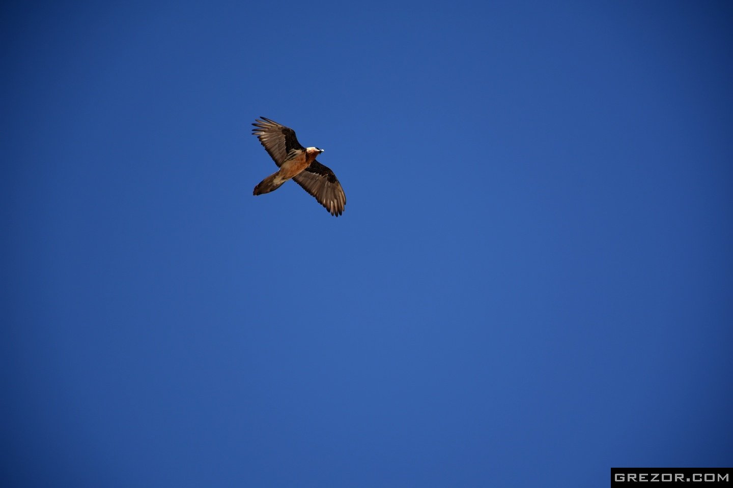 Himalayan Vulture