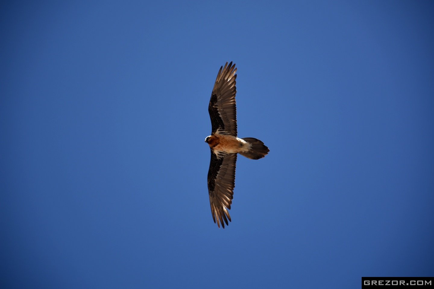 Himalayan Vulture