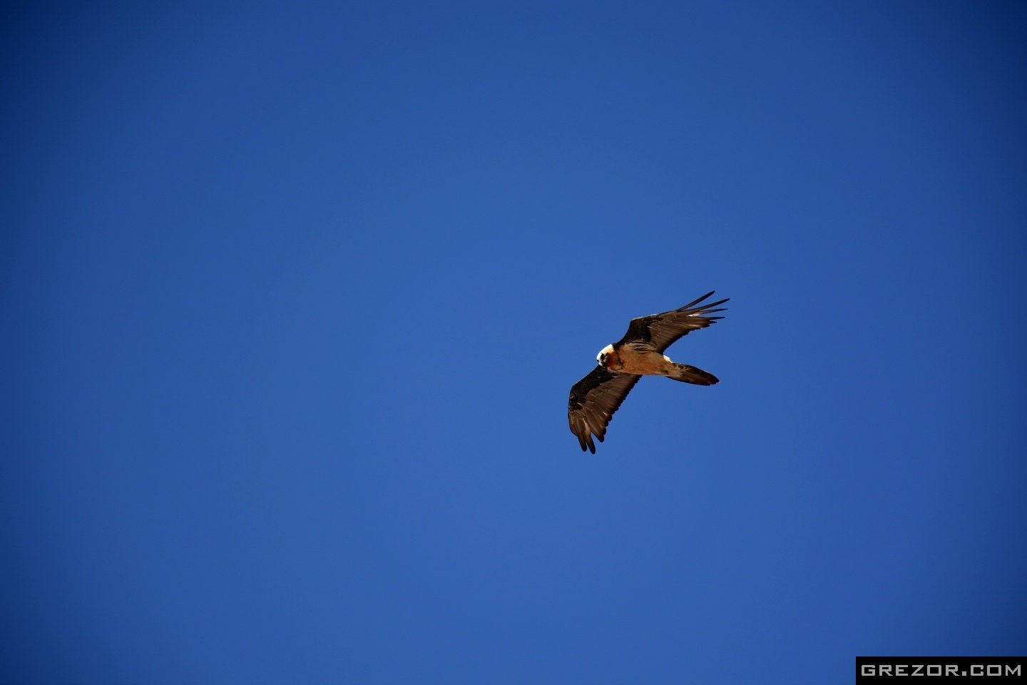 Himalayan Vulture