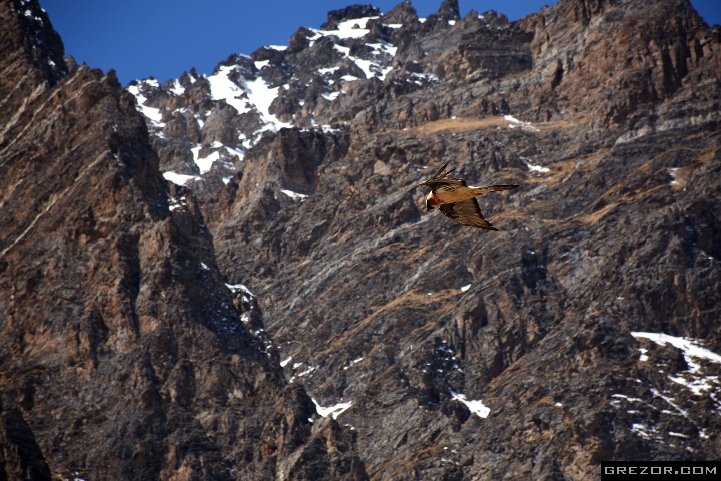 Himalayan Vulture