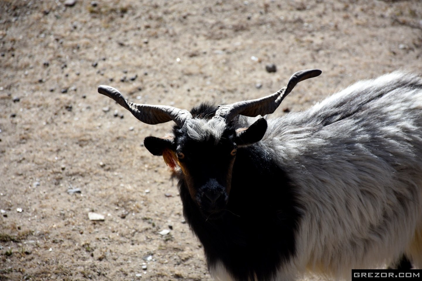 Satan Goat