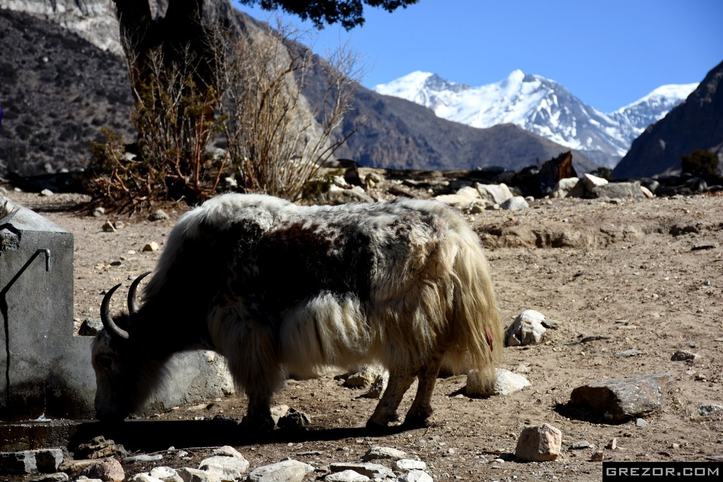 Yak drinking