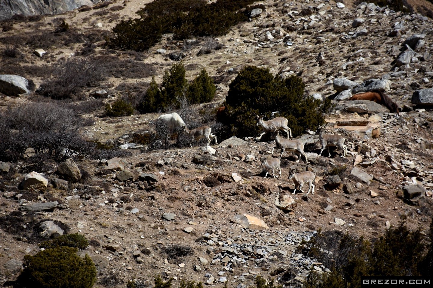 Blue Sheeps