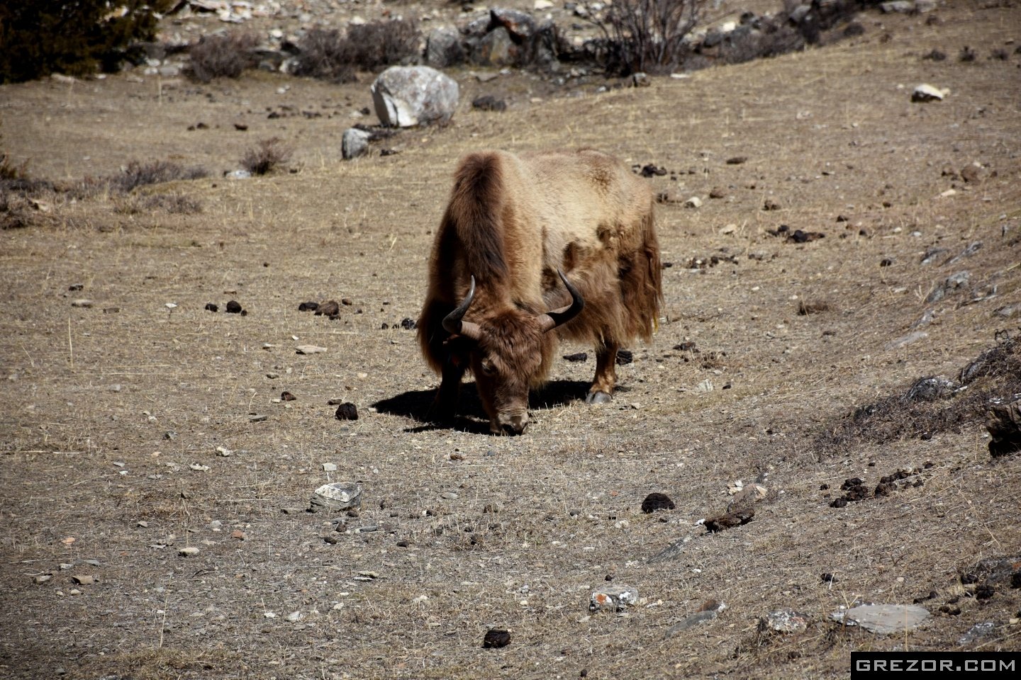 Yak