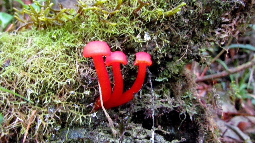 Red mushrooms