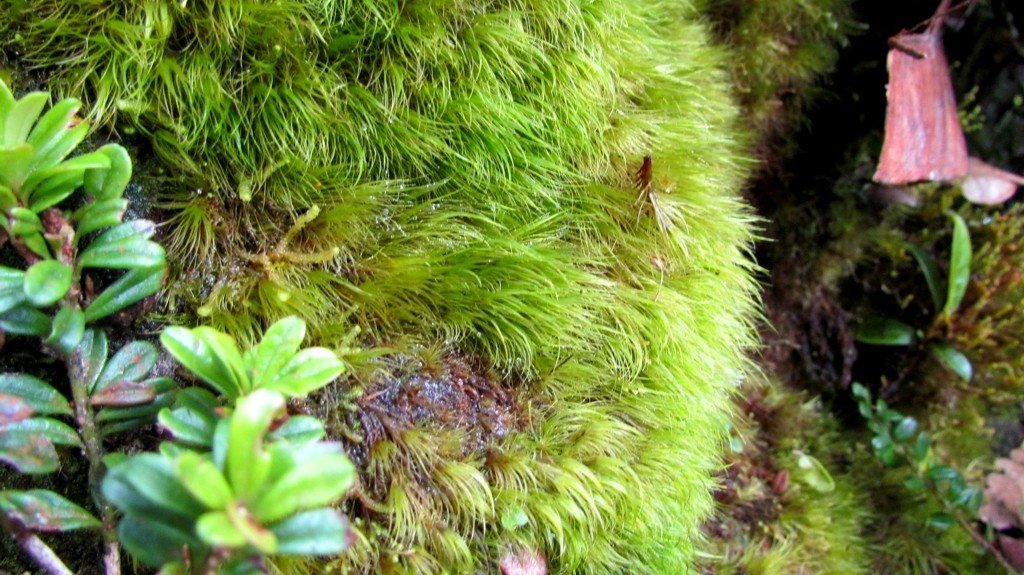 Moss