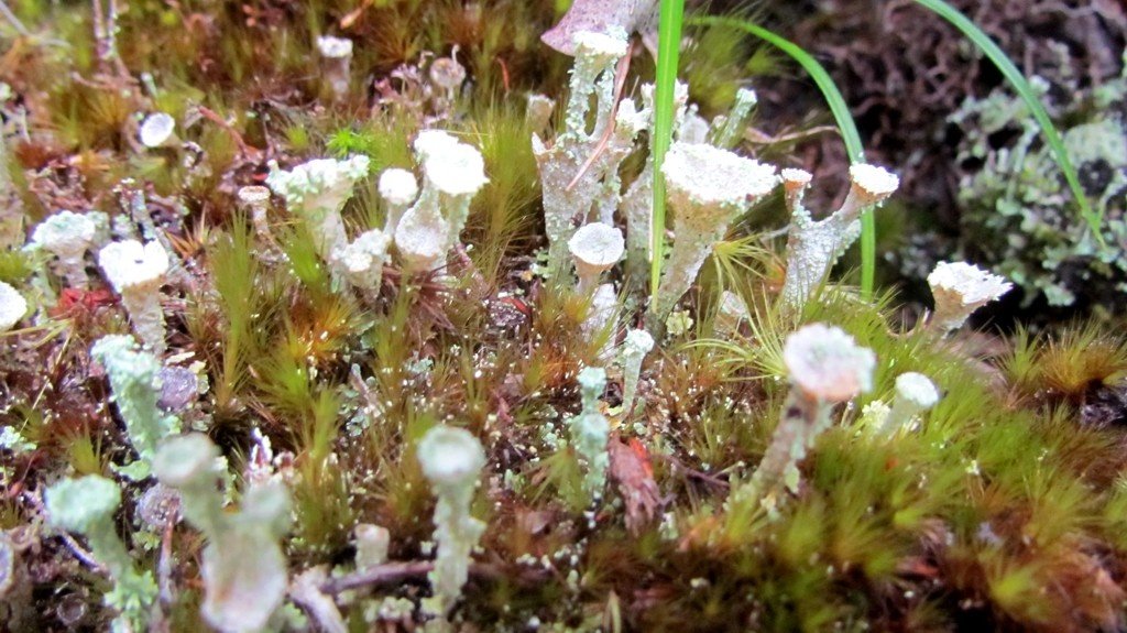 Mushrooms