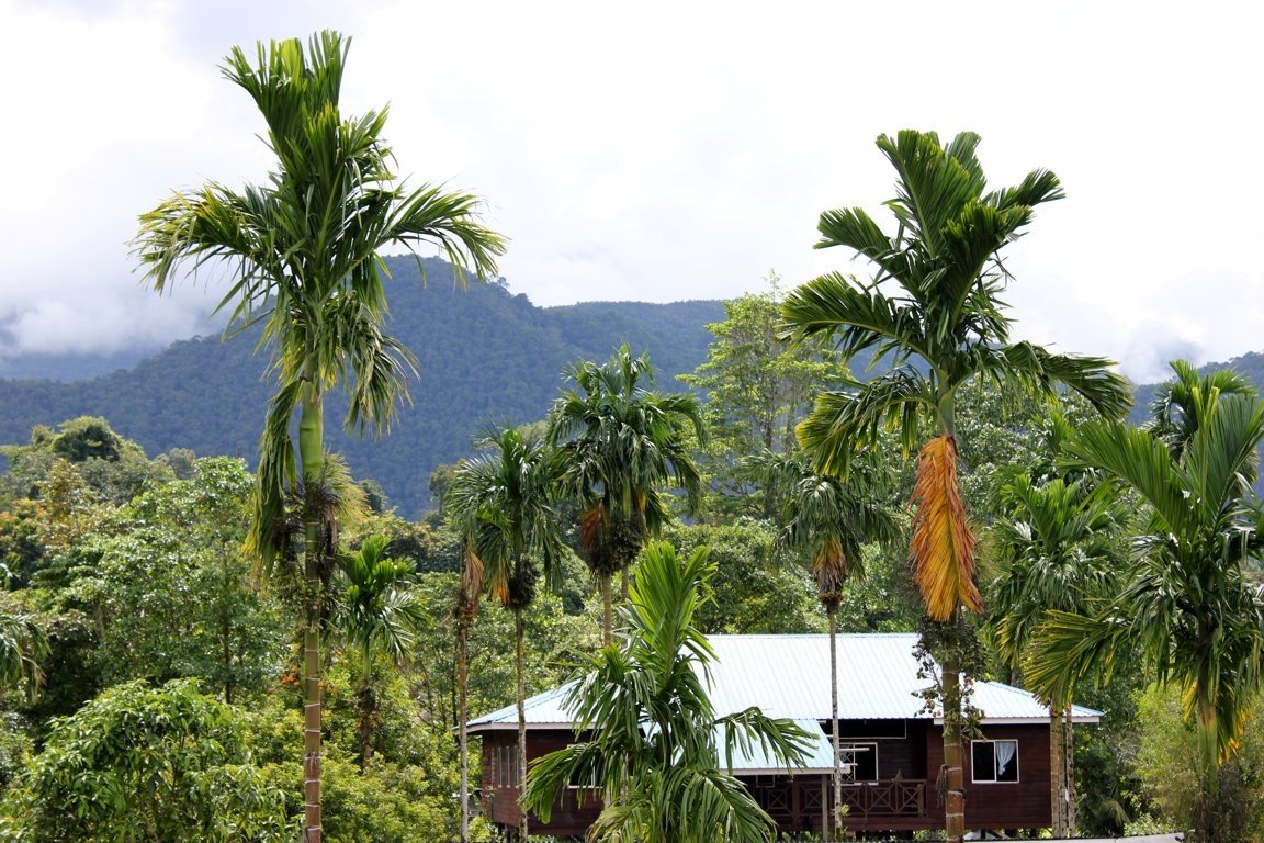 Mulu Airport