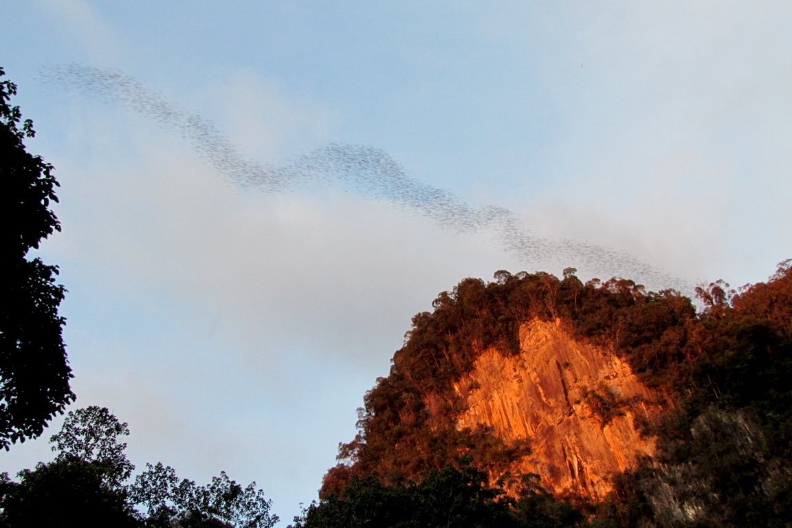 Bats exodus at Deer Cave