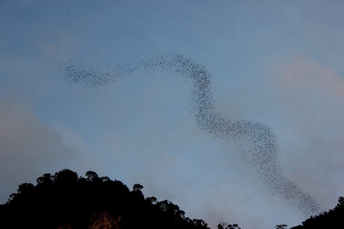 Bats exodus